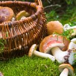 21 ottobre – Menù degustazione funghi porcini
