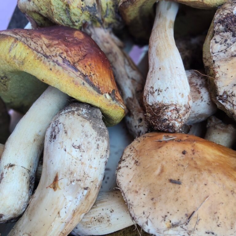 funghi porcini
