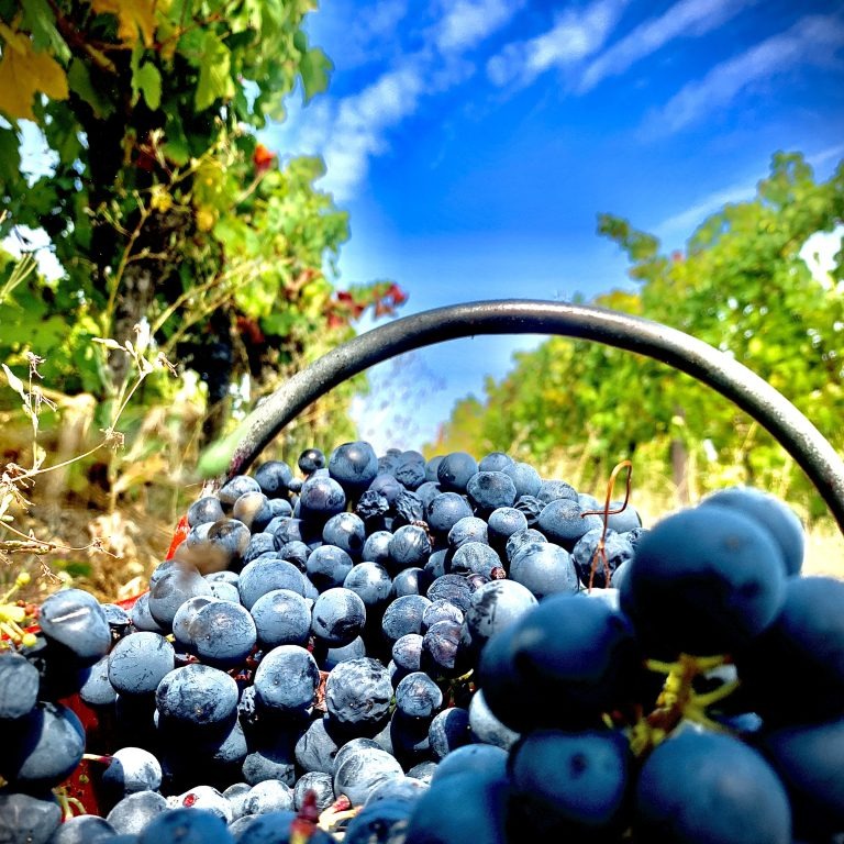 uva in vigna